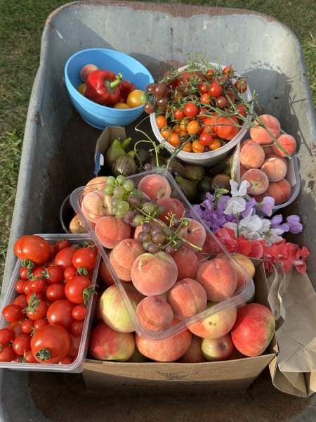 Wembury Walled Garden